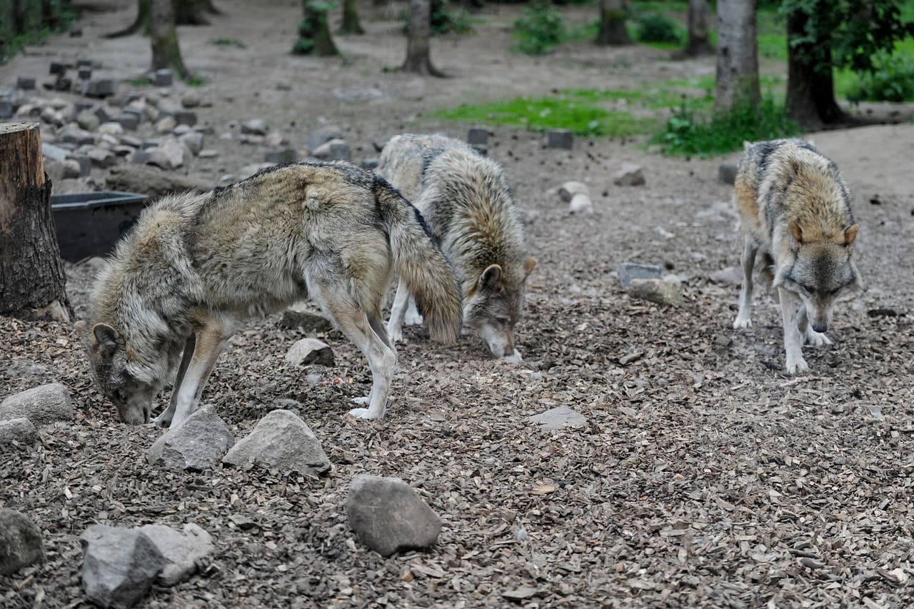Studie zeigt: Stabile Wolfsrudel reissen weniger