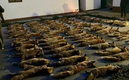 200 tote Füchse und Dachse – Österreichs Hobby Jagd auf Beutegreifer gerät ausser Kontrolle
