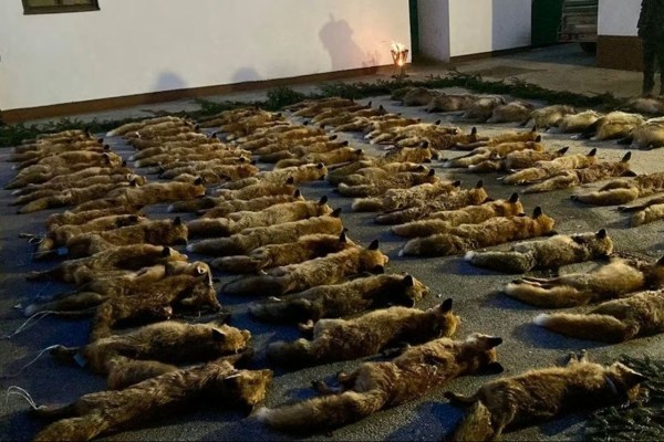 200 volpi e tassi morti: la caccia per hobby in Austria