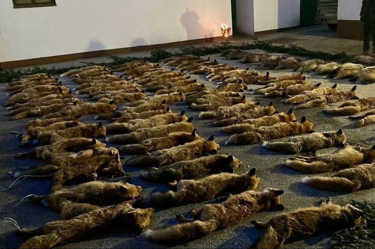 200 tote Füchse und Dachse: Hobby-Jagd in Österreich