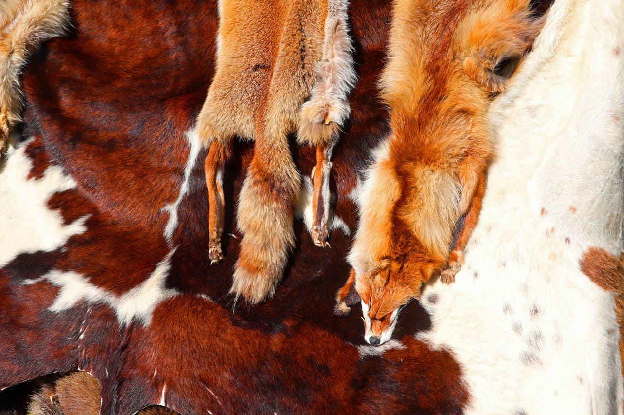 8 Franken pro Fell Was der Bündner Fellmarkt über die Fuchsjagd verrät