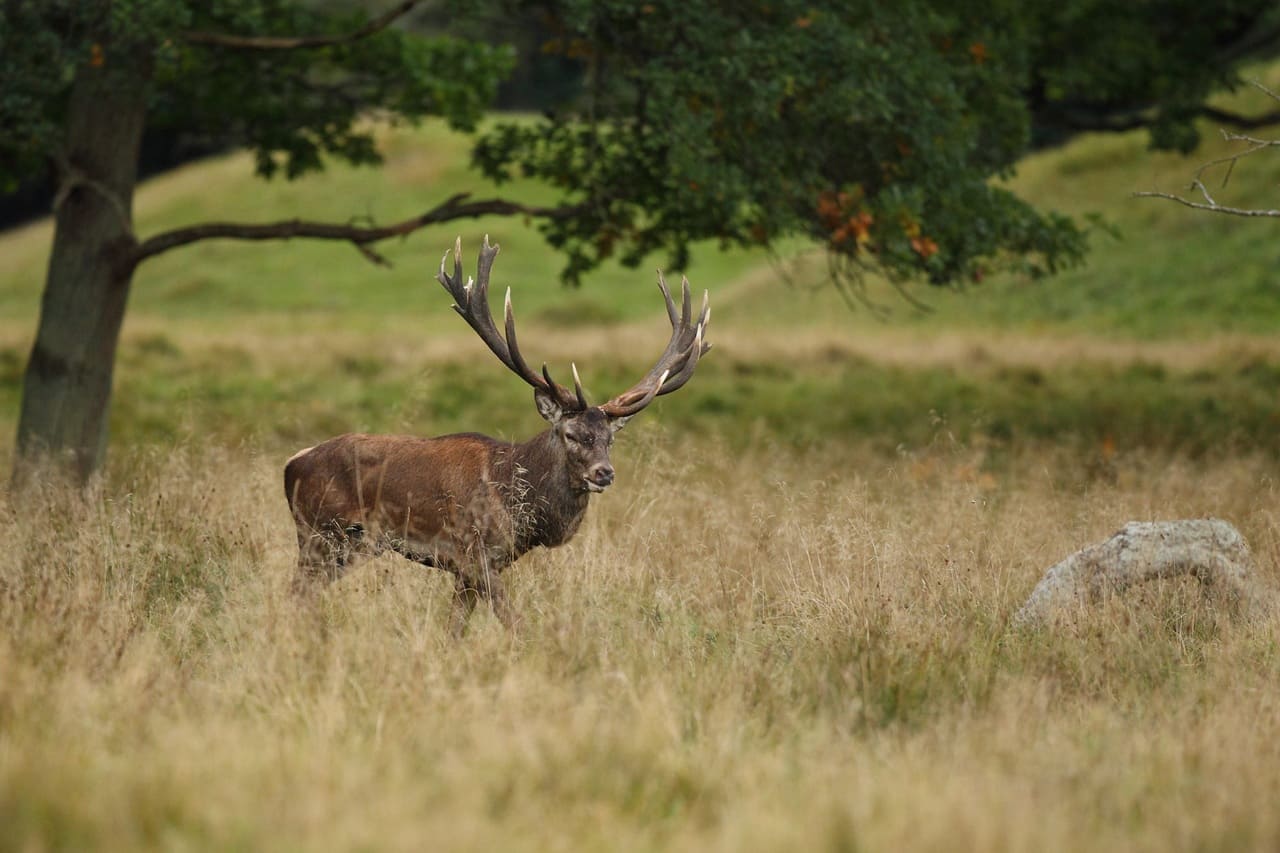 Bern schützt Forschungshirsche, gibt Forschungsrehe zum Abschuss frei
