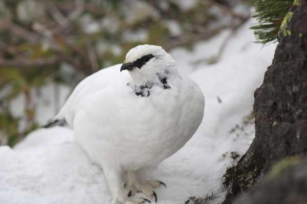 Das Alpenschneehuhn in der Schweiz: Eiszeitrelikt zwischen Klimakrise, Tourismus und Flintenschuss