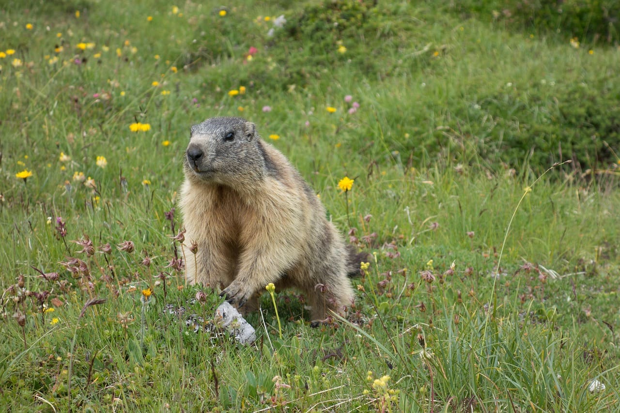 La marmota en Suiza: reliquia de la Edad de Hielo bajo presión climática, atracción turística y tiroteo masivo.