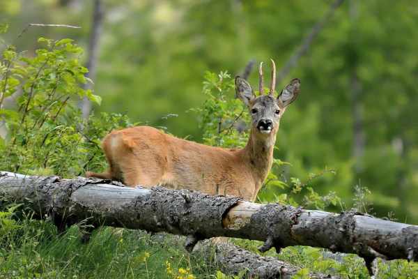 Reh Schweiz: Meistgeschossenes Wildtier der Hobby-Jagd