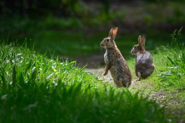 Mustertext: Biodiversitätsprüfung vor Abschussbewilligungen