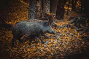 Das Wildschwein in der Schweiz Warum die Hobby Jagd das Problem verschärft, statt es zu lösen