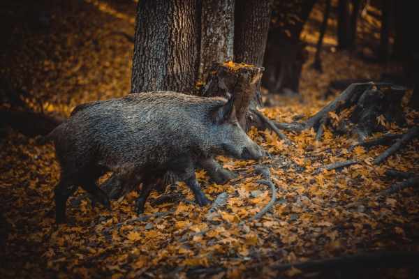 Wildschwein Schweiz: Hobby-Jagd verschärft das Problem