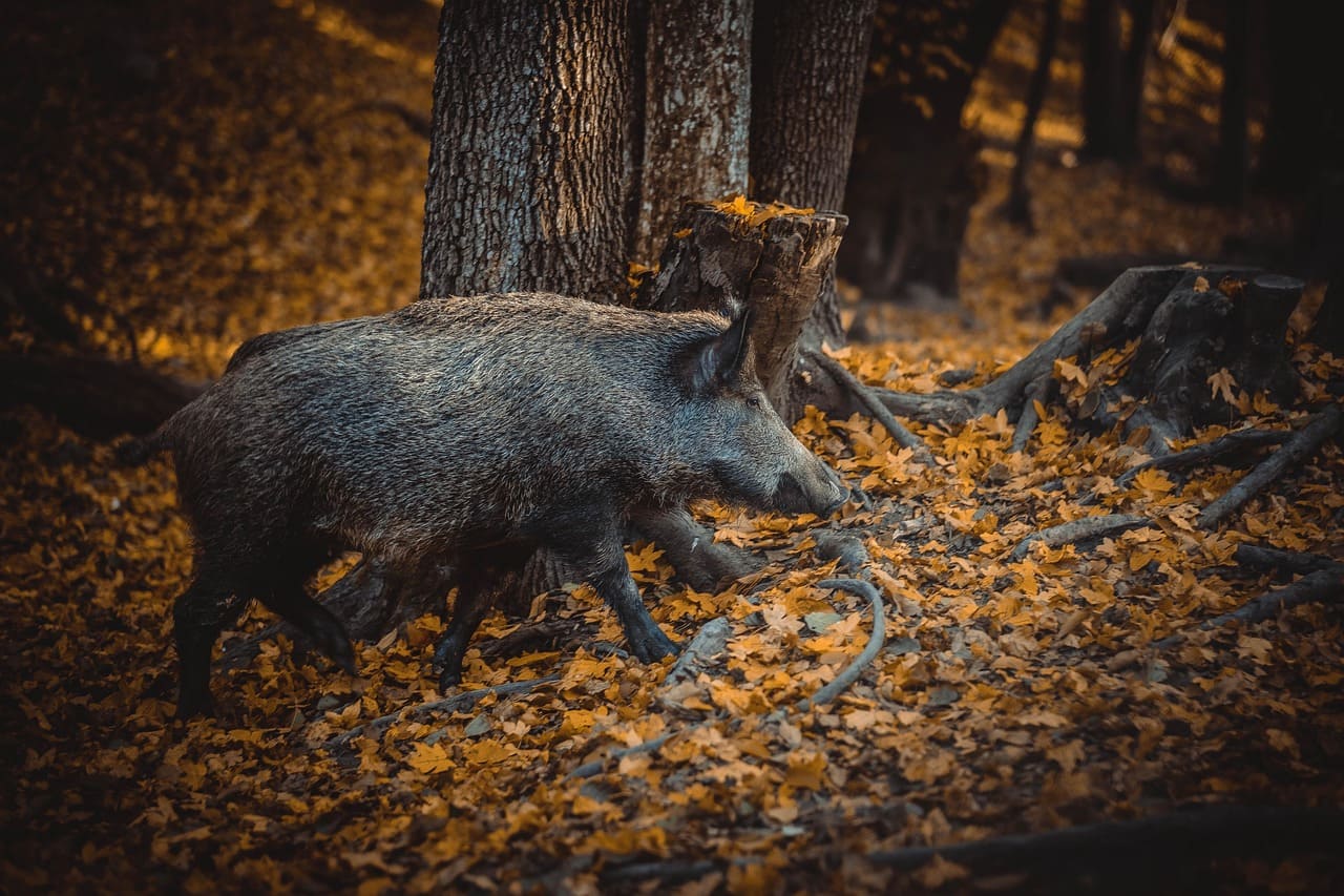 Cinghiali in Svizzera: perché la caccia ricreativa aggrava il problema anziché risolverlo.