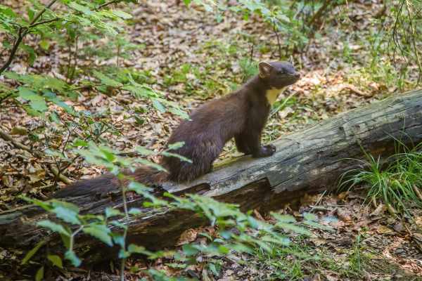 Baummarder Schweiz: Scheuer Waldbewohner unter Jagddruck