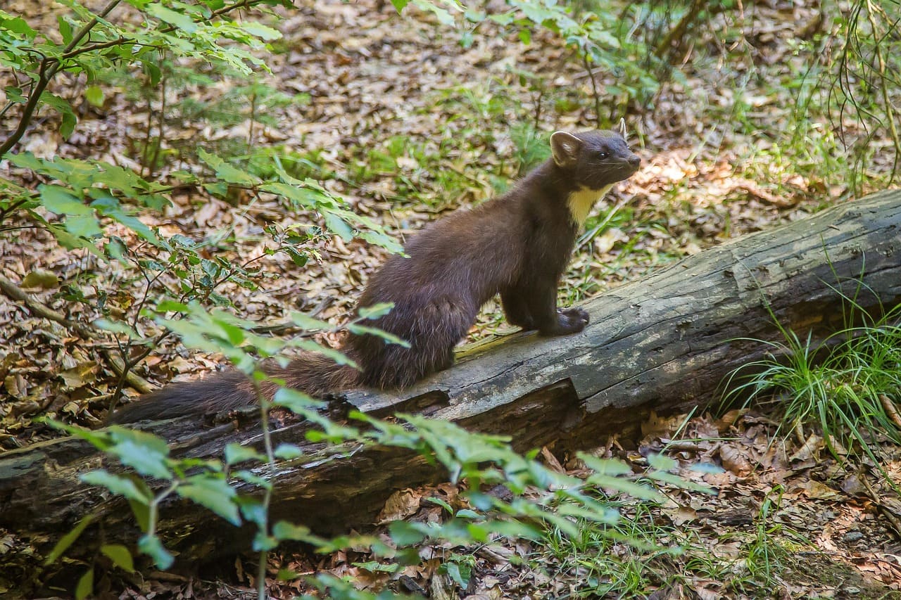 La marta en Suiza: un tímido habitante del bosque sometido a la presión de la caza.