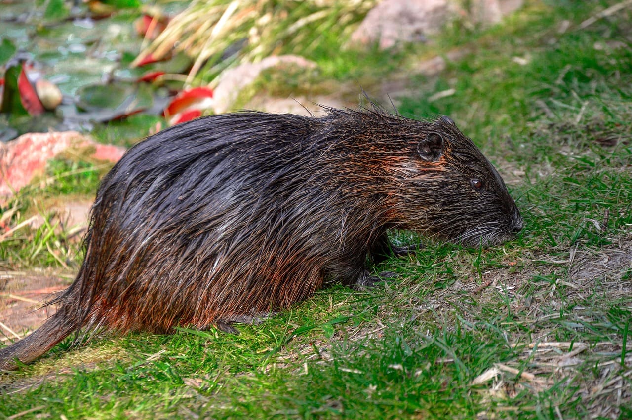 O castor na Suíça: extinto, reintroduzido e agora novamente sujeito à caça.