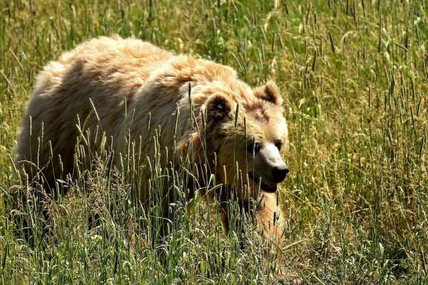 Braunbär Schweiz: Zurückgekehrt und weiterhin unerwünscht