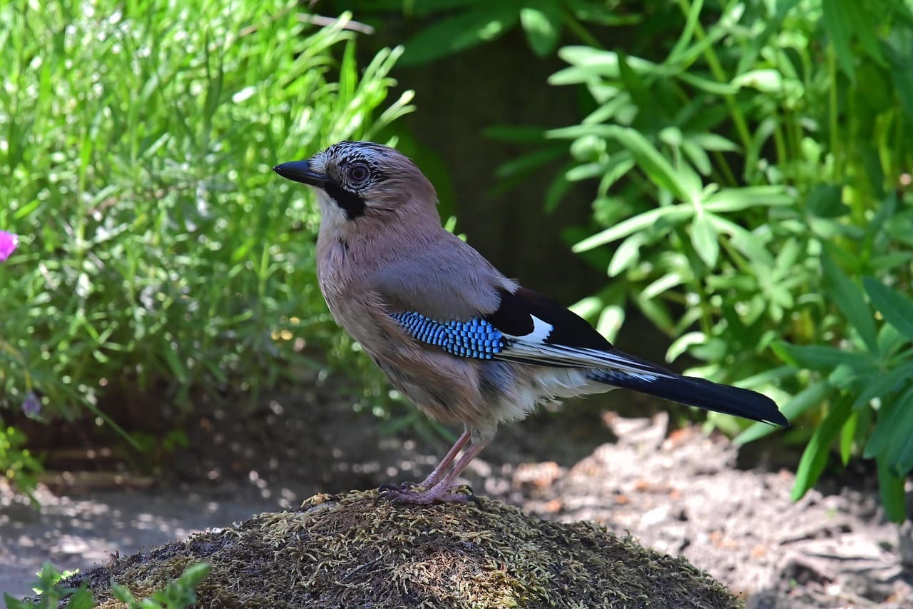 Gaița eurasiatică din Elveția: Silvicultorii pădurii în vizorul vânătorii de vânat mic