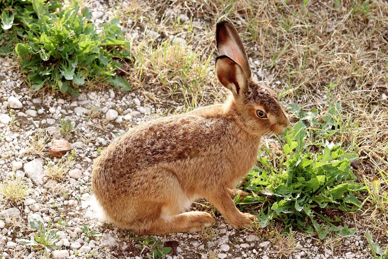 La lepre europea in Svizzera: in pericolo di estinzione, cacciata e ignorata dalla politica.