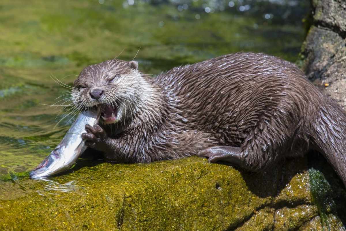 Der Fischotter in der Schweiz Ausgerottet, zurückgekehrt und politisch bedroht