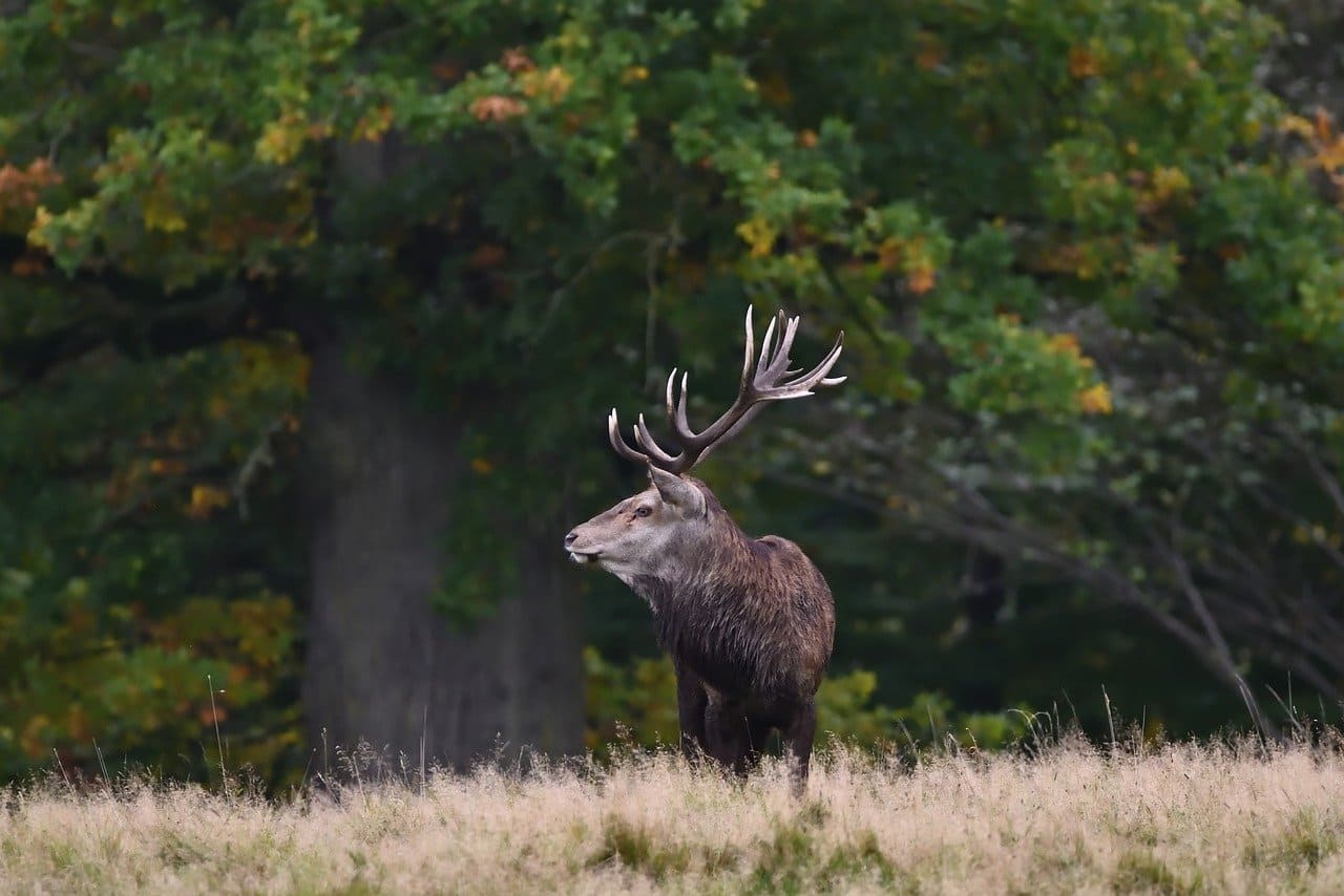 Il cervo rosso in Svizzera: estinto, reintrodotto e ridotto a preda di caccia.