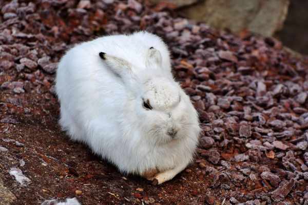 Schneehase Schweiz: Klimakrise und Flintenschuss
