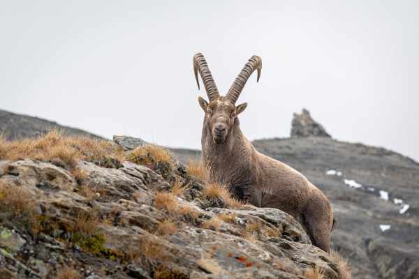 Steinbock Schweiz: Geschmuggelt, gerettet, Trophäe
