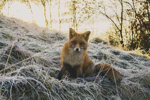 Hobby-Jäger als falsche Wildtierexperten