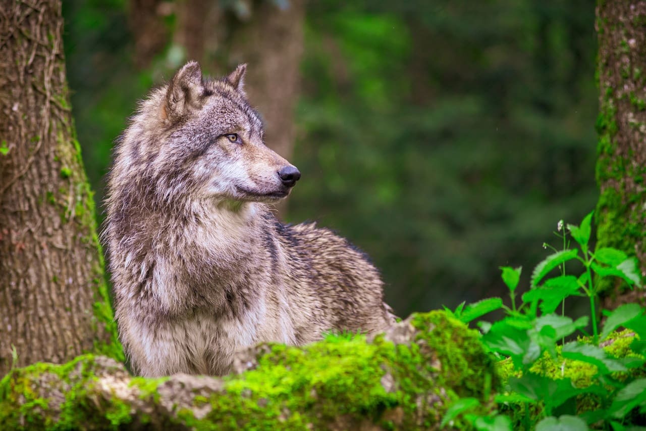 Deutschland macht den Wolf zum Jagdwild