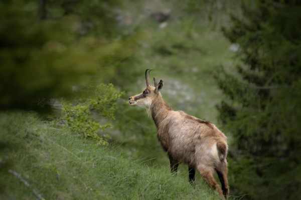 Mustertext: Reform der kantonalen Hochjagd