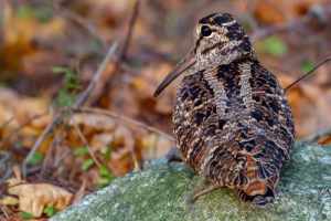 Die Waldschnepfe in der Schweiz Gefährdet, gejagt und politisch ignoriert
