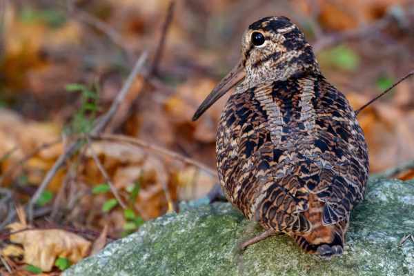 Waldschnepfe Schweiz: Gefährdet, gejagt und ignoriert