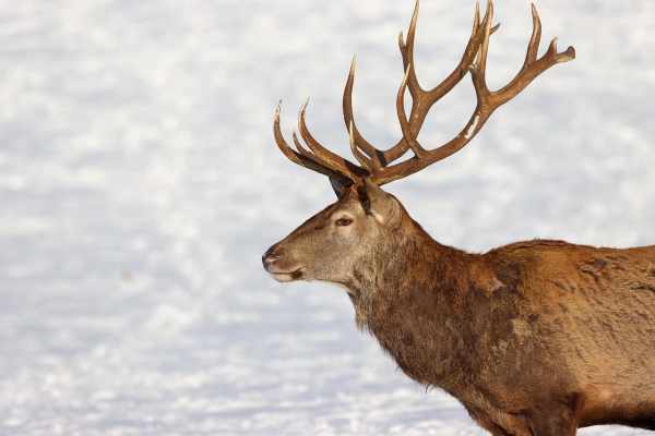 Un chasseur de loisir abat un cerf pendant la période de protection