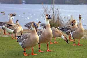 Neozoen und die Jagd in der Schweiz Wenn der Mensch das Problem schafft und die Flinte als Lösung verkauft