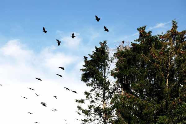Rabenvögel Schweiz: Intelligenteste Tiere im Fadenkreuz