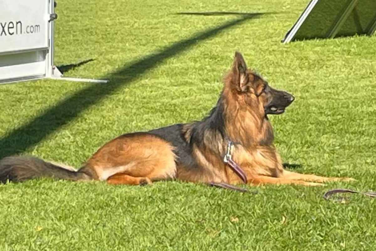 TierCrime Podcast Episode 8 Aiko – Schäferhund totgetreten im Emmental