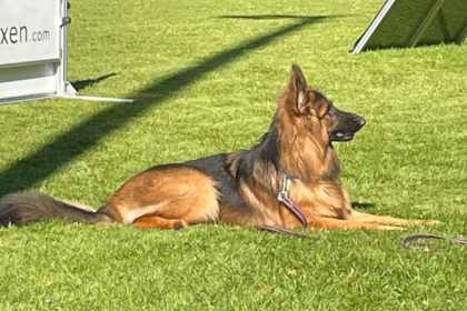 TierCrime Podcast Episode 8: Aiko – Schäferhund totgetreten im Emmental TierCrime Podcast Episode 8 Aiko – Schäferhund totgetreten im Emmental