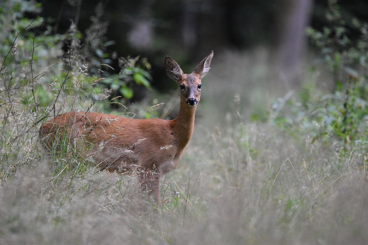 Divieto di caccia in battuta