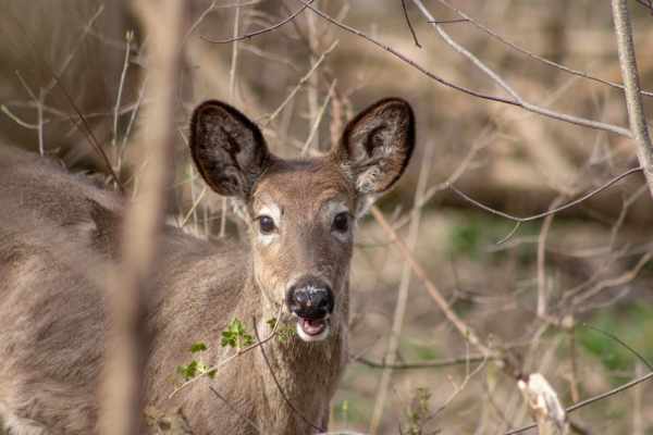 Wald-Wild-Konflikt in der Schweiz: Warum das Verbiss-Narrativ die Hobby-Jagd nicht rechtfertigt