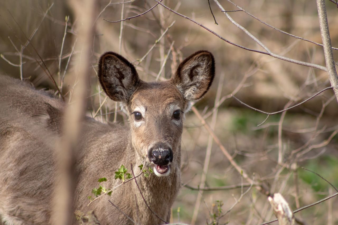 İsviçre'de orman-yaban hayatı çatışması: Otlatma anlatısı neden hobi amaçlı avcılığı haklı çıkarmaz?
