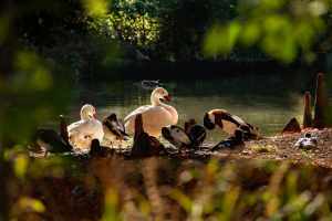 Wasservögel in der Schweiz Wintergäste im Schussfeld