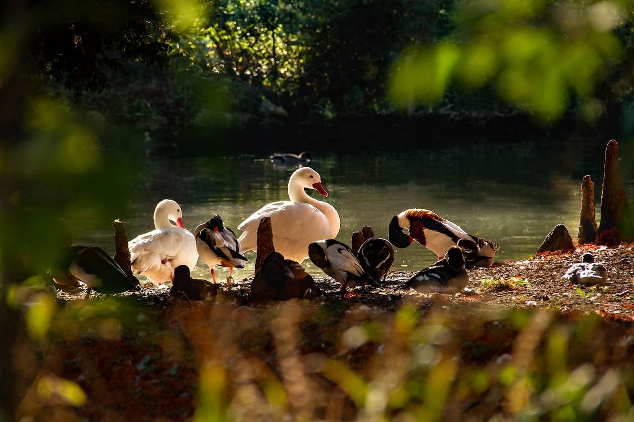 Aves acuáticas en Suiza: visitantes invernales en el punto de mira