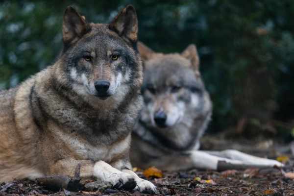 Wie Berlin und Bern den Wolf zum Abschuss freigeben