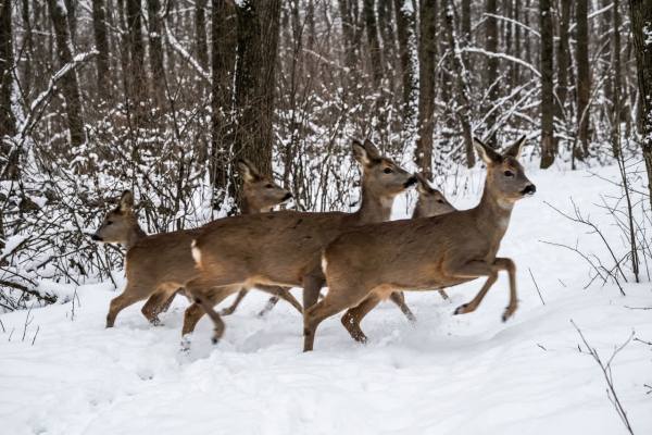 Hoe worden wilde dieren door de jacht gestrest?