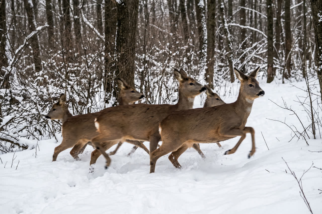 Wie werden Wildtiere durch die Jagd gestresst?
