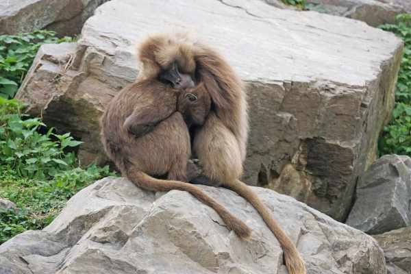 Zoo Zürich tötet zehn Dscheladas