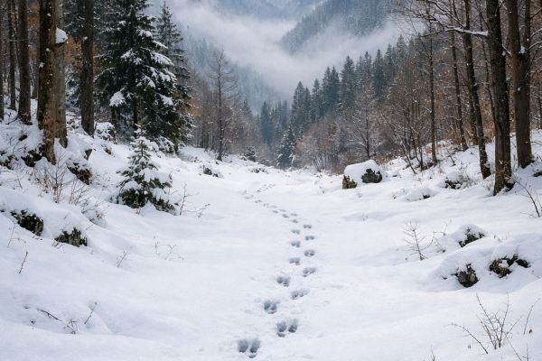 Sonderjagd Schweiz: Zweck, Kritik und kantonale Praxis
