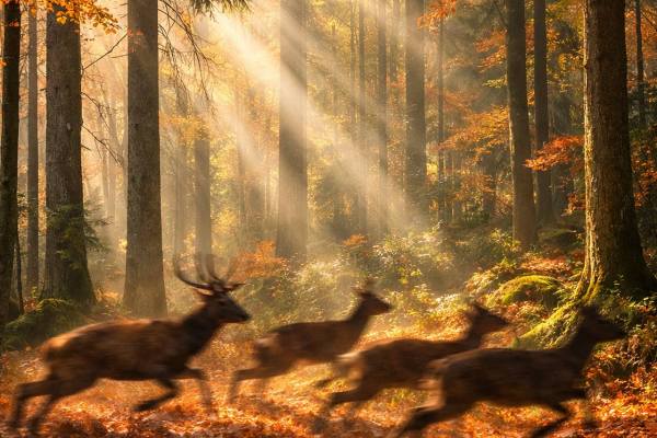 Was ist die Bewegungsjagd und warum ist sie problematisch?