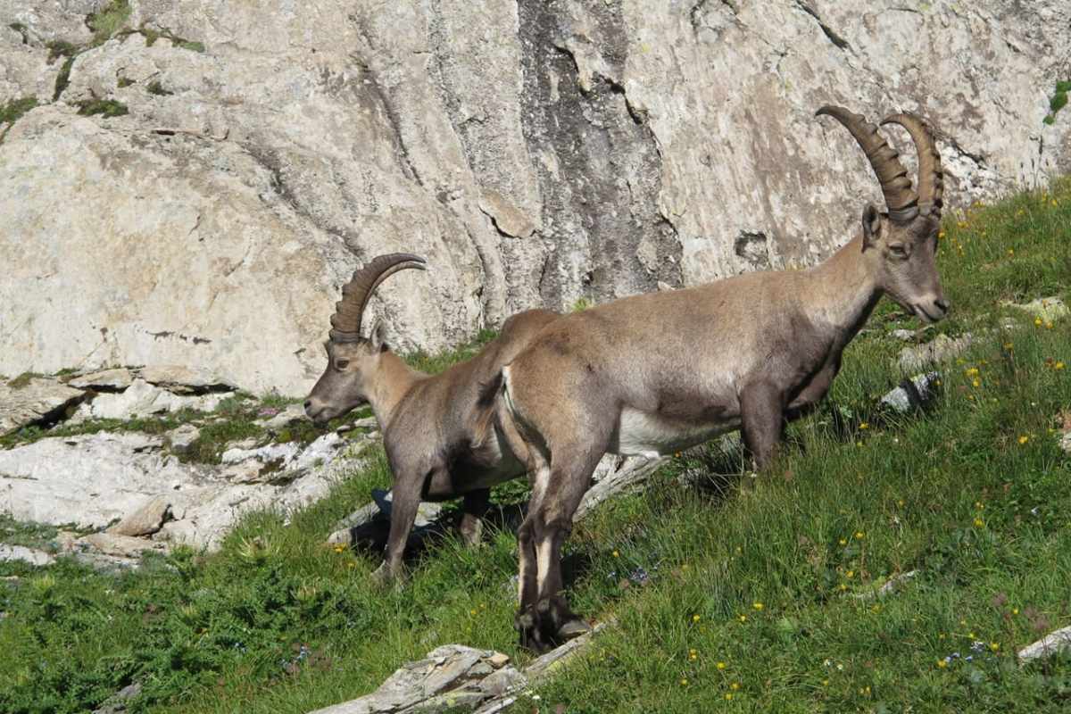 Specie selvatiche cacciate in Svizzera: chi viene preso di mira e perché