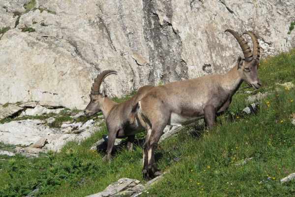 Hunted wildlife species in Switzerland: Who is targeted and why?