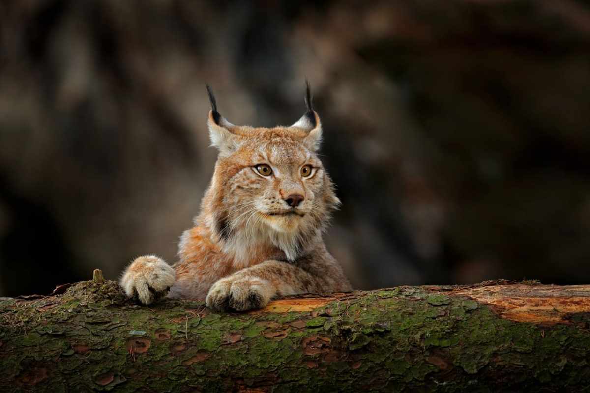 Beutegreifer in der Schweiz Wolf, Luchs, Fuchs & Co.