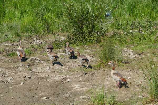 Nilgänse am Stadlersee erschossen: Hobby-Jagd zerstört Idylle