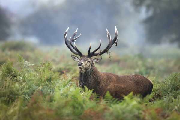 Selbstregulation von Wildpopulationen: Wissenschaftliche Evidenz aus Genf, Nationalpark und internationalem Vergleich