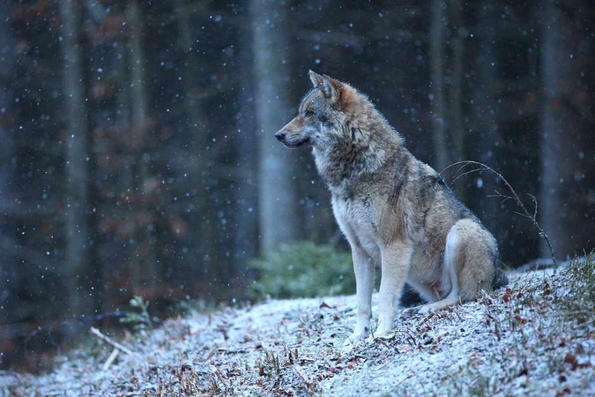 Wallis Neun Wolfsschützer wegen Facebook-Post verurteilt